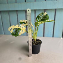 Load image into Gallery viewer, #D999 Variegated Monstera Adansonii
