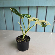 Load image into Gallery viewer, #D999 Variegated Monstera Adansonii