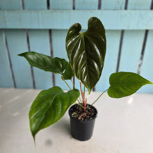 Load image into Gallery viewer, #RB3 Anthurium Recavum