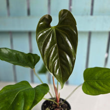 Load image into Gallery viewer, #RB3 Anthurium Recavum