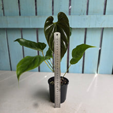 Load image into Gallery viewer, #RB3 Anthurium Recavum