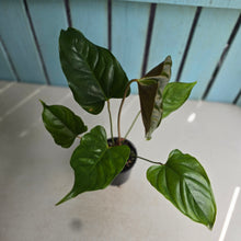 Load image into Gallery viewer, #RB3 Anthurium Recavum
