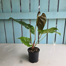 Load image into Gallery viewer, #RB3 Anthurium Recavum