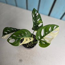 Load image into Gallery viewer, #R16 Variegated Monstera Adansonii