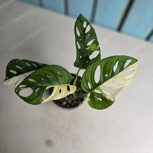 Load image into Gallery viewer, #R16 Variegated Monstera Adansonii