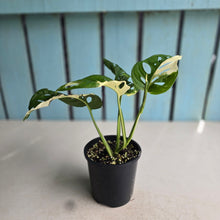 Load image into Gallery viewer, #R16 Variegated Monstera Adansonii