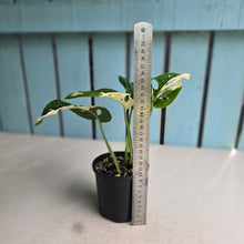 Load image into Gallery viewer, #R16 Variegated Monstera Adansonii