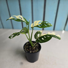 Load image into Gallery viewer, #R16 Variegated Monstera Adansonii