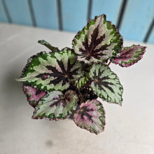 Load image into Gallery viewer, #R113 Begonia Unknown