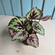 Load image into Gallery viewer, #R113 Begonia Unknown