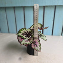 Load image into Gallery viewer, #R113 Begonia Unknown