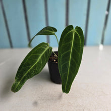 Load image into Gallery viewer, #D48 Anthurium Warocqueanum