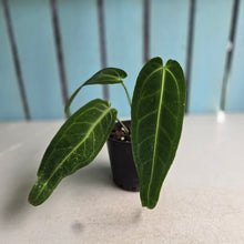 Load image into Gallery viewer, #D48 Anthurium Warocqueanum
