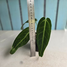 Load image into Gallery viewer, #D48 Anthurium Warocqueanum