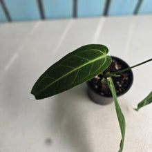 Load image into Gallery viewer, #D48 Anthurium Warocqueanum