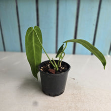 Load image into Gallery viewer, #D48 Anthurium Warocqueanum