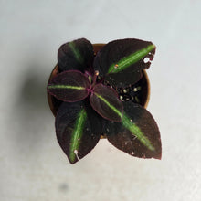 Load image into Gallery viewer, #R2 Sonerila Sp. 'Fluo'