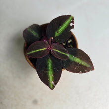 Load image into Gallery viewer, #R2 Sonerila Sp. 'Fluo'