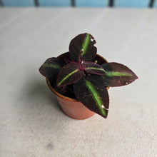 Load image into Gallery viewer, #R2 Sonerila Sp. 'Fluo'