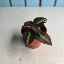 Load image into Gallery viewer, #R2 Sonerila Sp. 'Fluo'