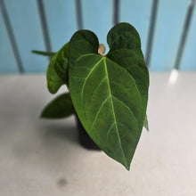 Load image into Gallery viewer, #R68 Anthurium NOID