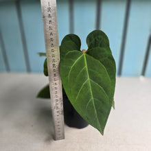 Load image into Gallery viewer, #R68 Anthurium NOID