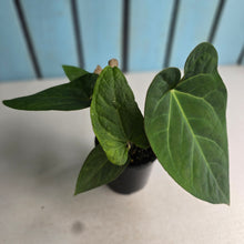 Load image into Gallery viewer, #R68 Anthurium NOID