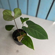 Load image into Gallery viewer, #R68 Anthurium NOID