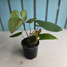 Load image into Gallery viewer, #R68 Anthurium NOID