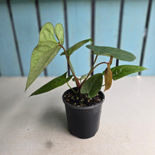 Load image into Gallery viewer, #R68 Anthurium NOID