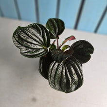 Load image into Gallery viewer, #R221 Peperomia Rugosa Ecuador