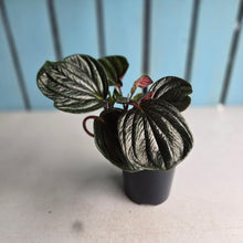 Load image into Gallery viewer, #R221 Peperomia Rugosa Ecuador