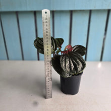 Load image into Gallery viewer, #R221 Peperomia Rugosa Ecuador