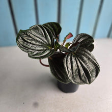Load image into Gallery viewer, #R221 Peperomia Rugosa Ecuador