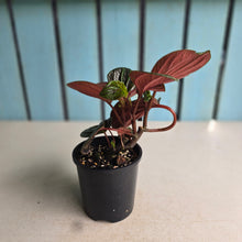 Load image into Gallery viewer, #R221 Peperomia Rugosa Ecuador