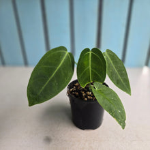 Load image into Gallery viewer, #RD13 Anthurium Warocqueanum x Waterburyanum