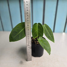 Load image into Gallery viewer, #RD13 Anthurium Warocqueanum x Waterburyanum