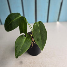 Load image into Gallery viewer, #RD13 Anthurium Warocqueanum x Waterburyanum