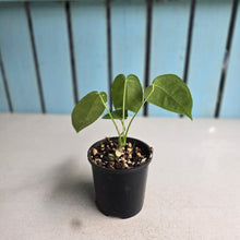 Load image into Gallery viewer, #RD13 Anthurium Warocqueanum x Waterburyanum