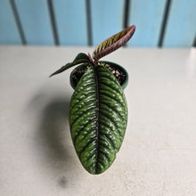 Load image into Gallery viewer, #R776 Labisia Sp.