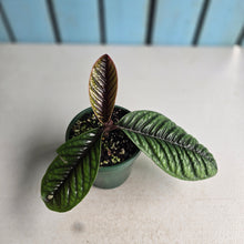 Load image into Gallery viewer, #R776 Labisia Sp.