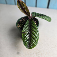 Load image into Gallery viewer, #R776 Labisia Sp.