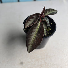 Load image into Gallery viewer, #R28 Labisia Sp.