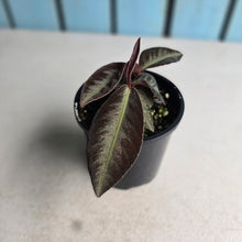 Load image into Gallery viewer, #R28 Labisia Sp.