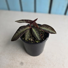 Load image into Gallery viewer, #R28 Labisia Sp.