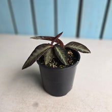 Load image into Gallery viewer, #R28 Labisia Sp.