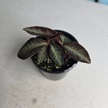Load image into Gallery viewer, #R28 Labisia Sp.