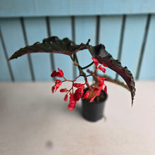 Load image into Gallery viewer, #R486 Begonia Anna Christine
