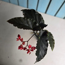 Load image into Gallery viewer, #R486 Begonia Anna Christine