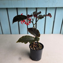 Load image into Gallery viewer, #R486 Begonia Anna Christine